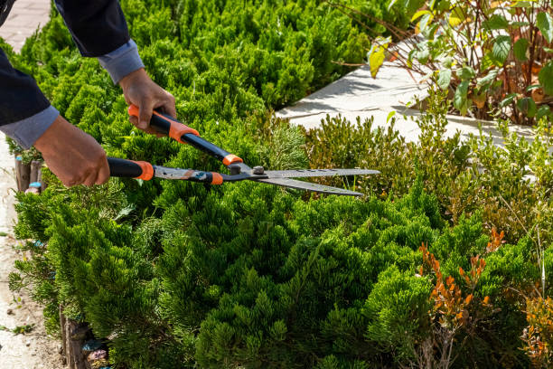 Entretien des espaces verts Île-de-France